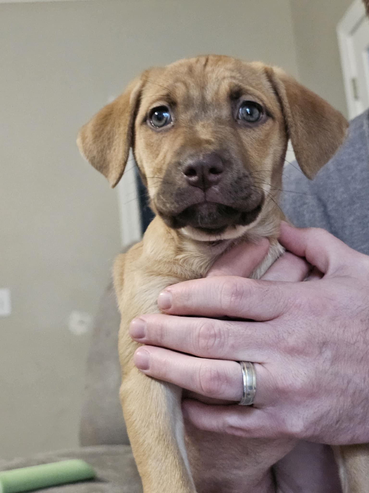 Enlarge Pumpkin (Dog), a Adoptable mixed breed in Randolph, AL image 2/3