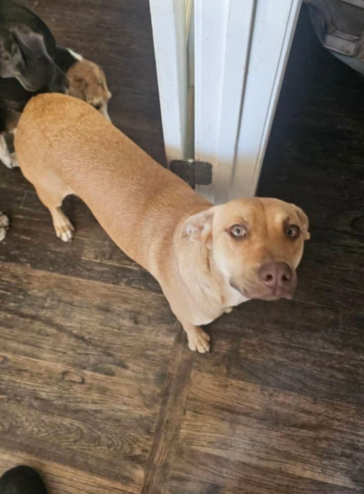 Enlarge Pumpkin (Dog), a Adoptable mixed breed in Randolph, AL image 3/3