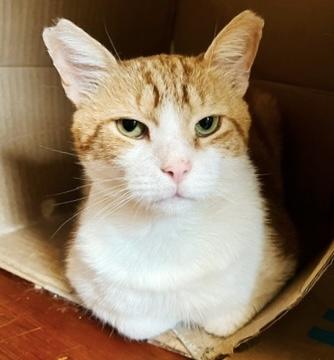 Mango, Adoptable, Adult Male Tabby.