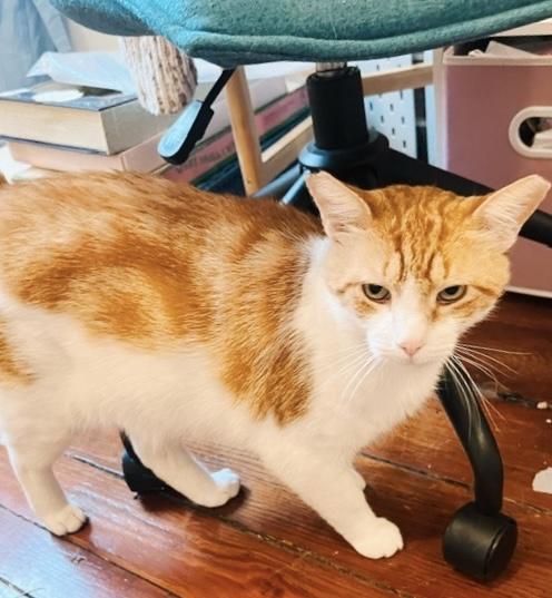 Mango, a Adoptable Tabby in Philadelphia, PA image 5/6