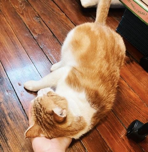 Mango, a Adoptable Tabby in Philadelphia, PA image 6/6