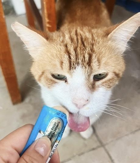Mango, a Adoptable Tabby in Philadelphia, PA image 4/6