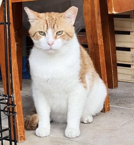 Mango, a Adoptable Tabby in Philadelphia, PA image 3/6
