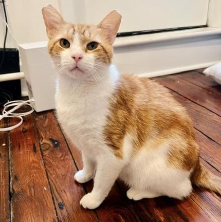 Mango, a Adoptable Tabby in Philadelphia, PA image 2/6