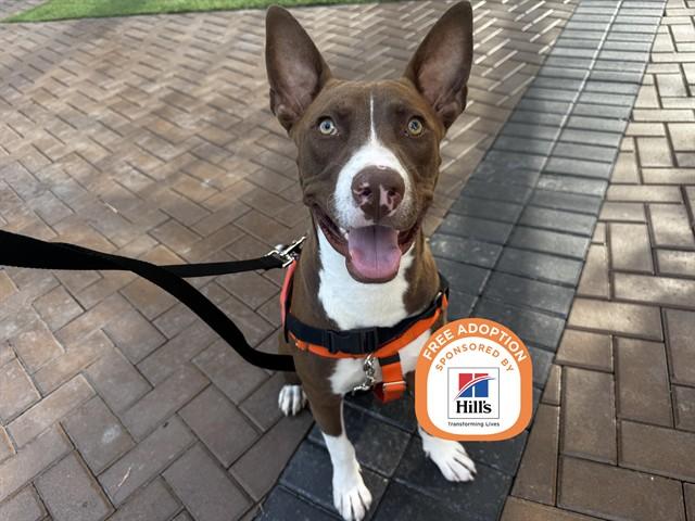 Enlarge CHUCKY, a Adoptable mixed breed in Phoenix, AZ image 1/1