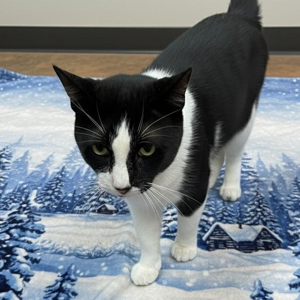 Mr. Winston — thumbnail 3