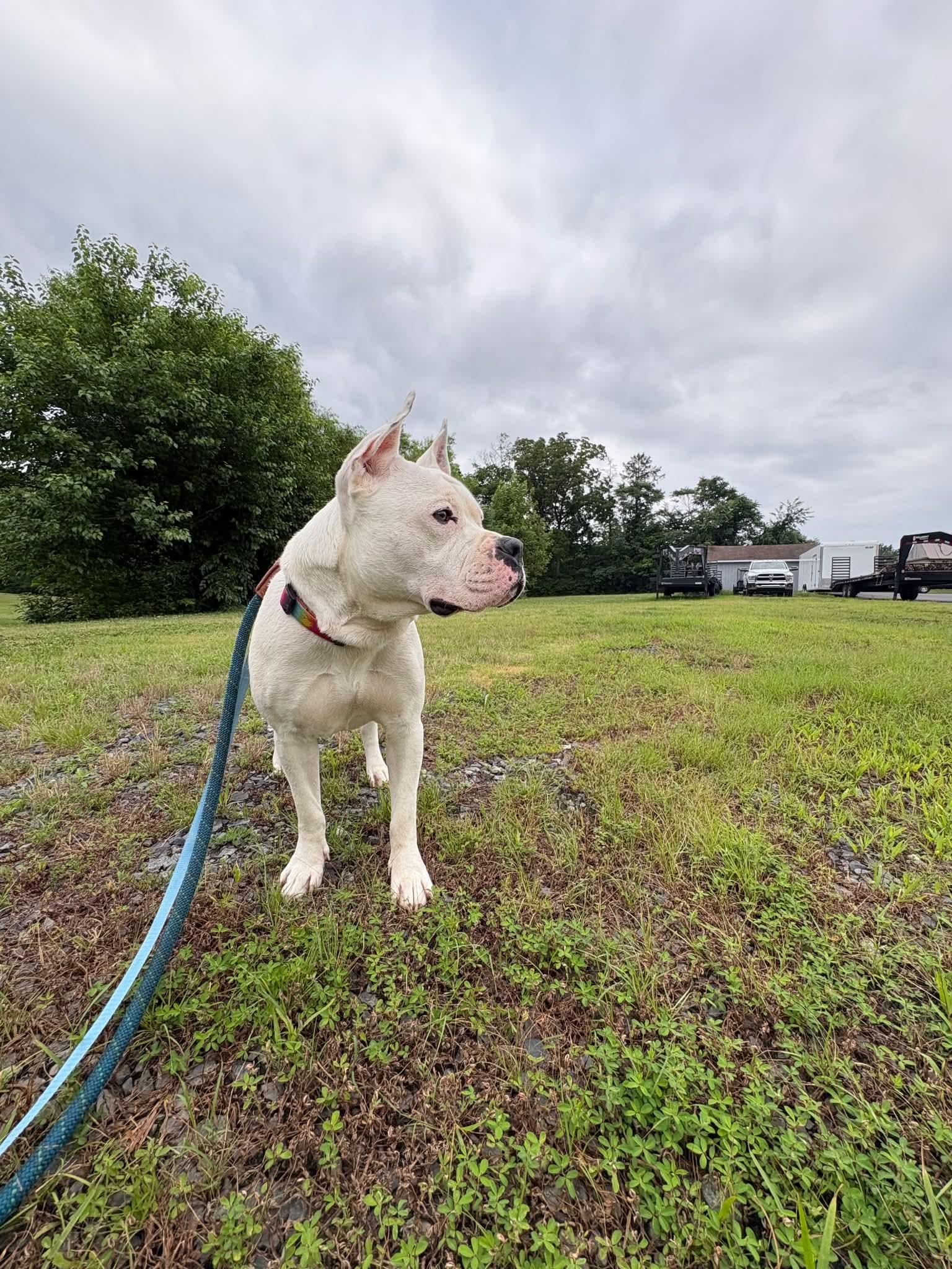 Liberty, a Adoptable Pit Bull Terrier in Pottstown, PA image 1/3