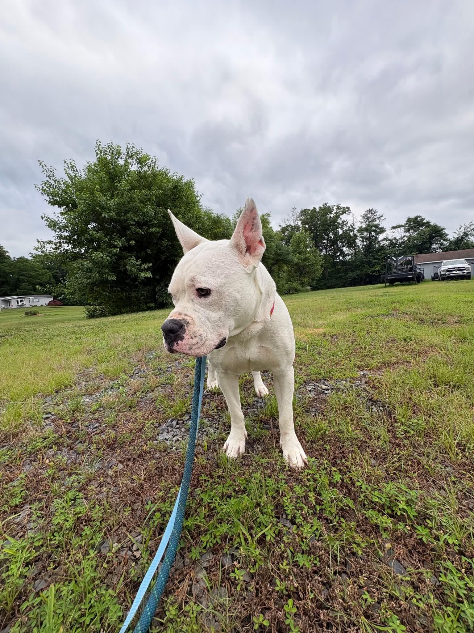 Liberty, a Adoptable Pit Bull Terrier in Pottstown, PA image 2/3