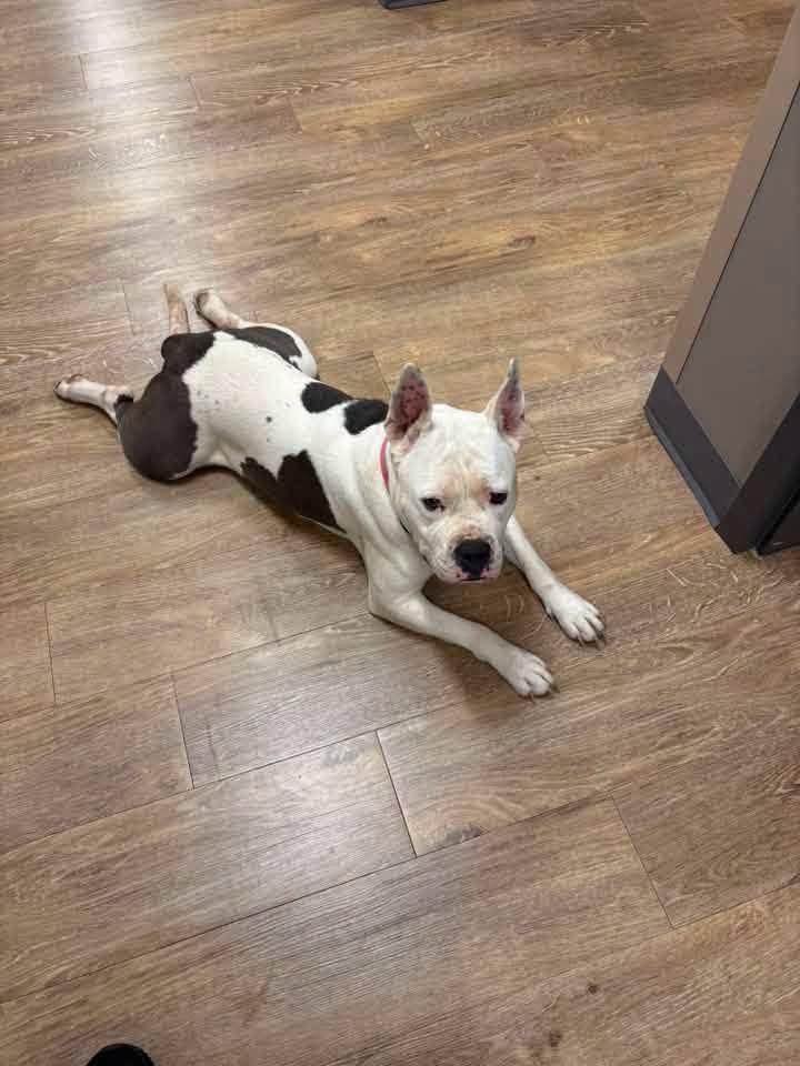 Liberty, a Adoptable Pit Bull Terrier in Pottstown, PA image 3/3