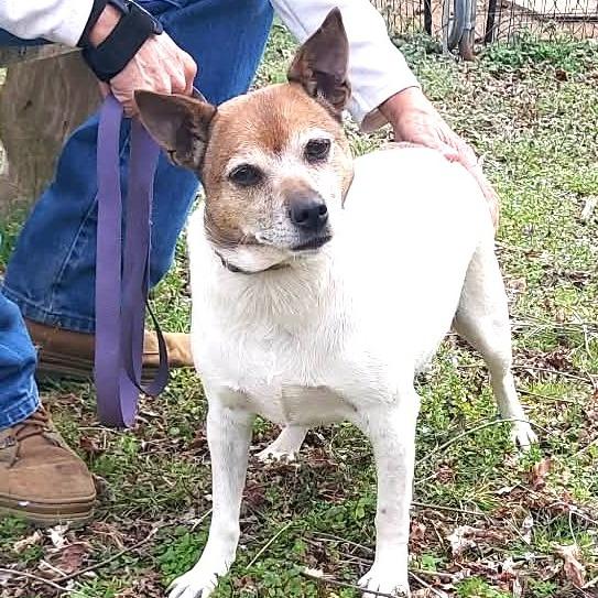 Enlarge Casey, a Adoptable Jack Russell Terrier in Gainesboro, TN image 1/3