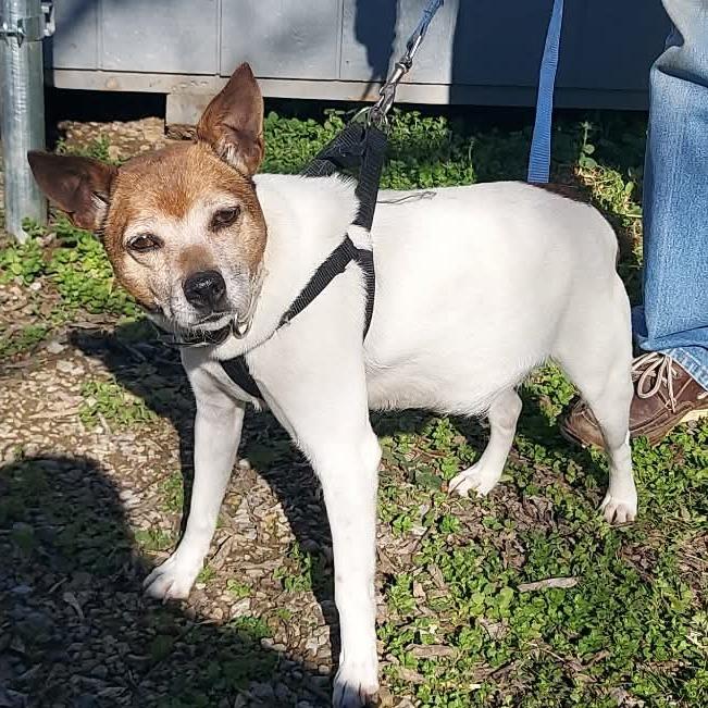 Enlarge Casey, a Adoptable Jack Russell Terrier in Gainesboro, TN image 2/3