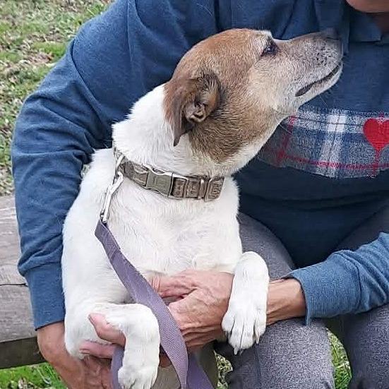 Enlarge Casey, a Adoptable Jack Russell Terrier in Gainesboro, TN image 3/3