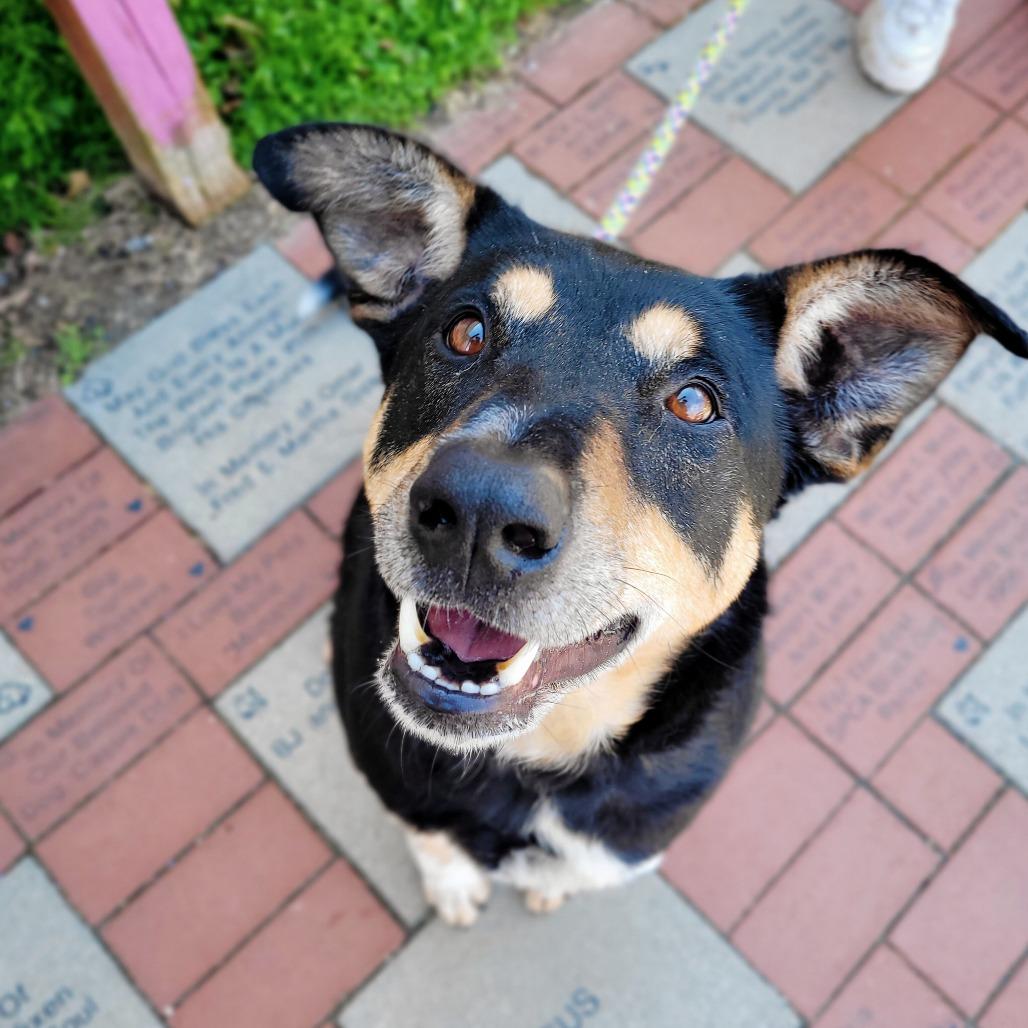 Enlarge Louie, a Adoptable Mixed Breed in Fredericksburg, VA image 2/6