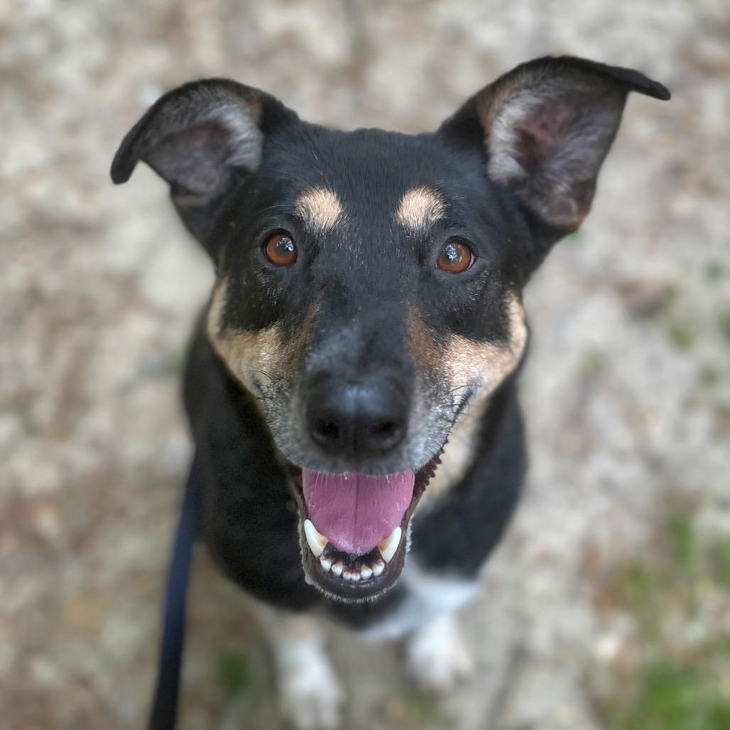 Enlarge Louie, a Adoptable Mixed Breed in Fredericksburg, VA image 4/6