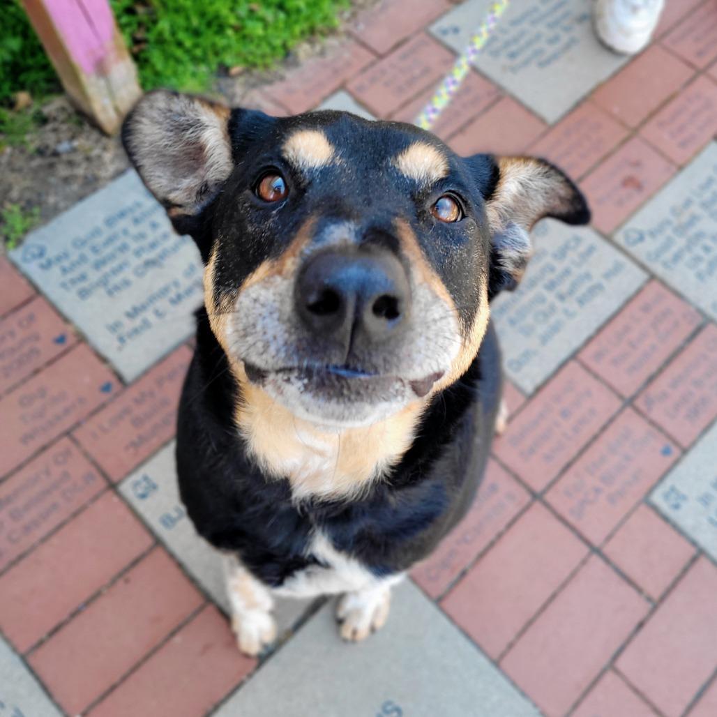 Enlarge Louie, a Adoptable Mixed Breed in Fredericksburg, VA image 5/6
