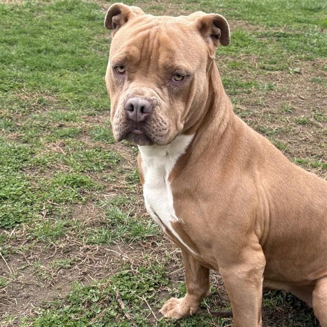 JOY, Adoptable, Young Female American Bulldog & Mixed Breed.