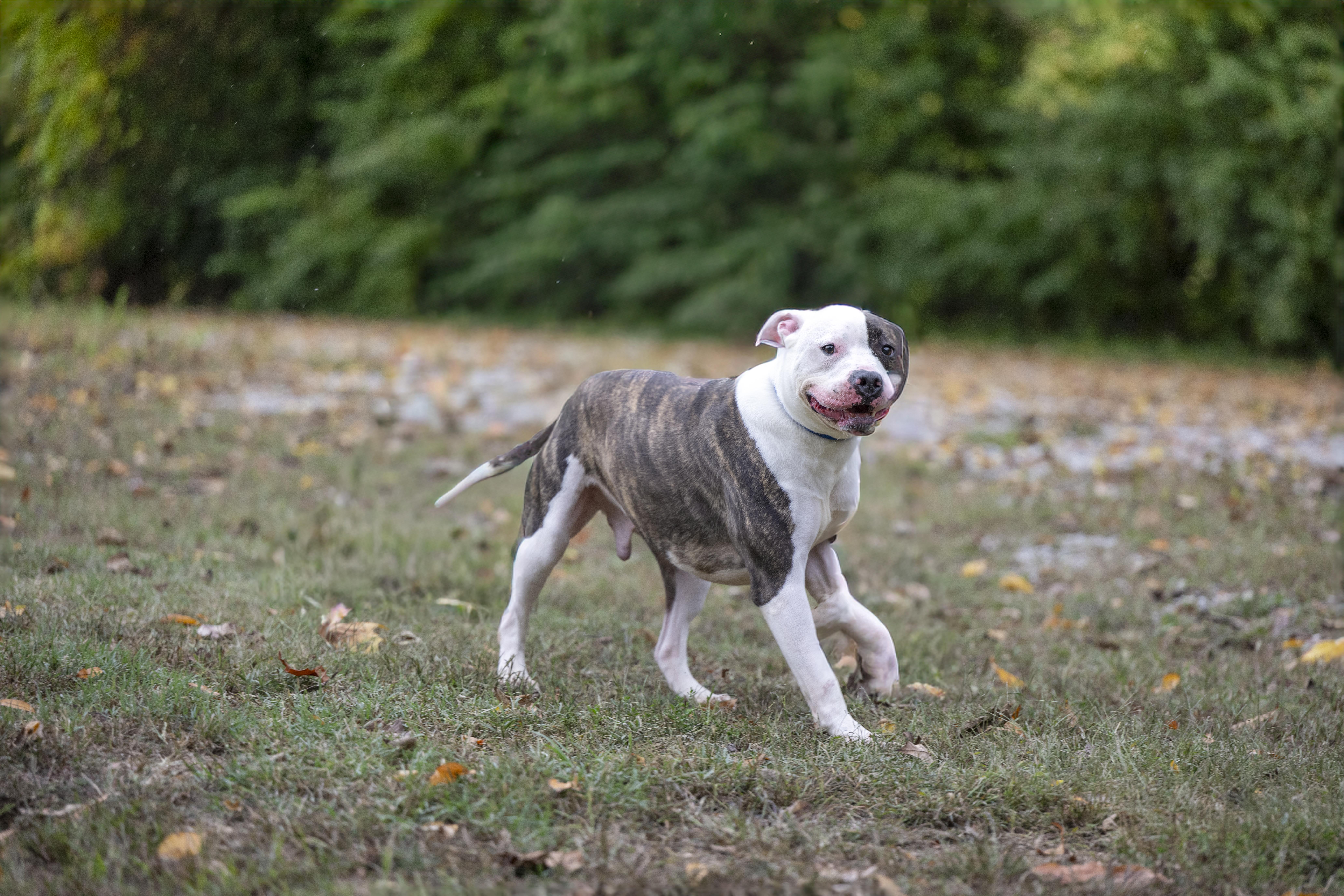 Oden, Adoptable, Adult Male Pit Bull Terrier.