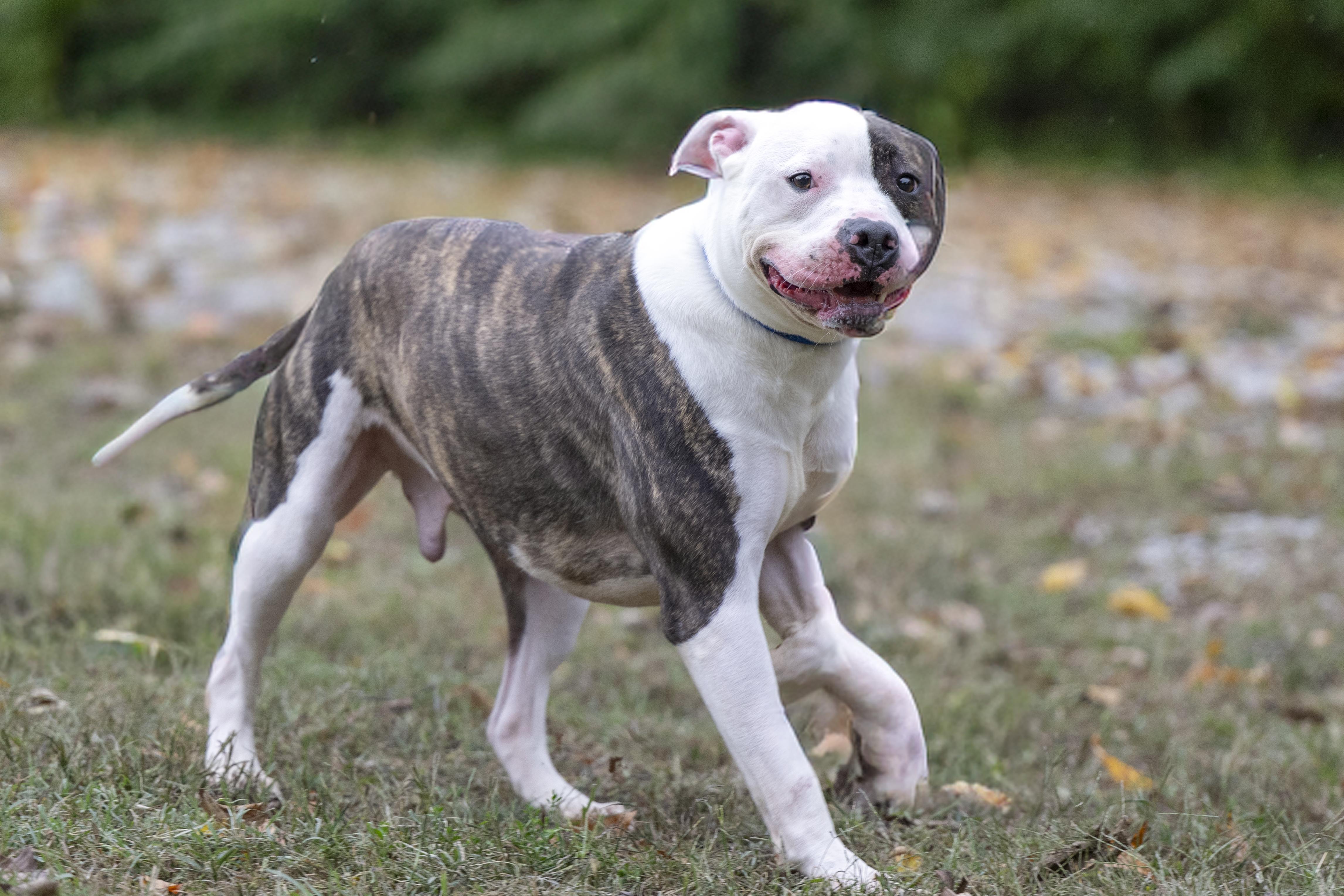 Oden, a Adoptable mixed breed in Terre Haute, IN image 2/2