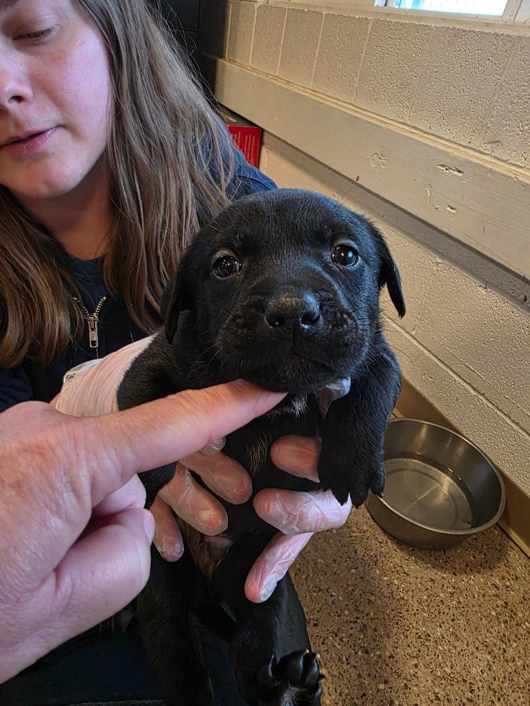 Black Jack, Adoptable, Puppy Male Labrador Retriever & Pit Bull Terrier.