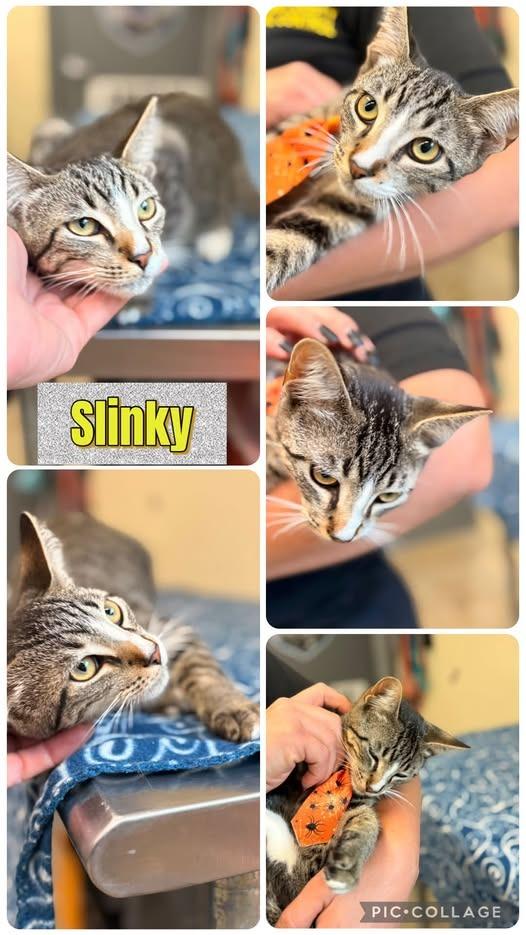 Slinky, Adoptable, Kitten Male Domestic Short Hair.