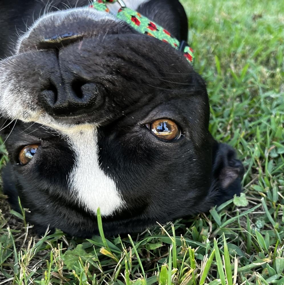 Oreo, Adoptable, Young Male Boston Terrier & French Bulldog.