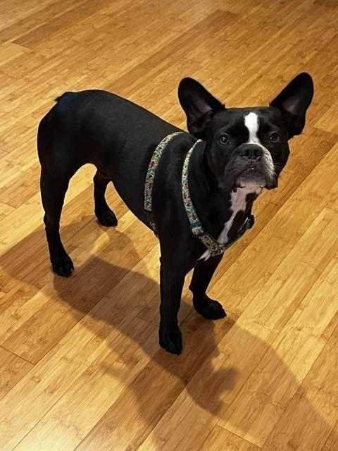 Enlarge Oreo, a Adoptable mixed breed in Jackson, TN image 2/6