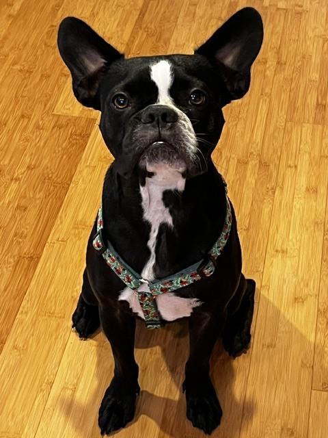 Enlarge Oreo, a Adoptable mixed breed in Jackson, TN image 5/6