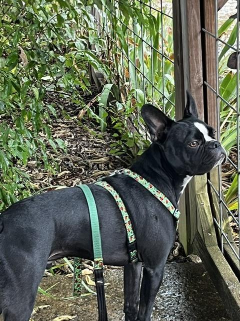Enlarge Oreo, a Adoptable mixed breed in Jackson, TN image 6/6