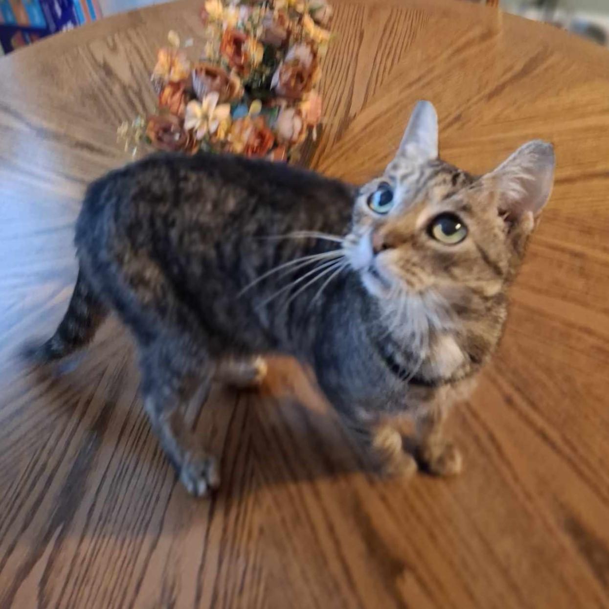 Crystal, Senior Female unknown