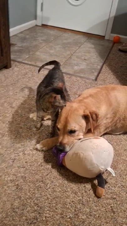 Enlarge Crystal, a Adoptable Domestic Short Hair in Vine Grove, KY video 2/6