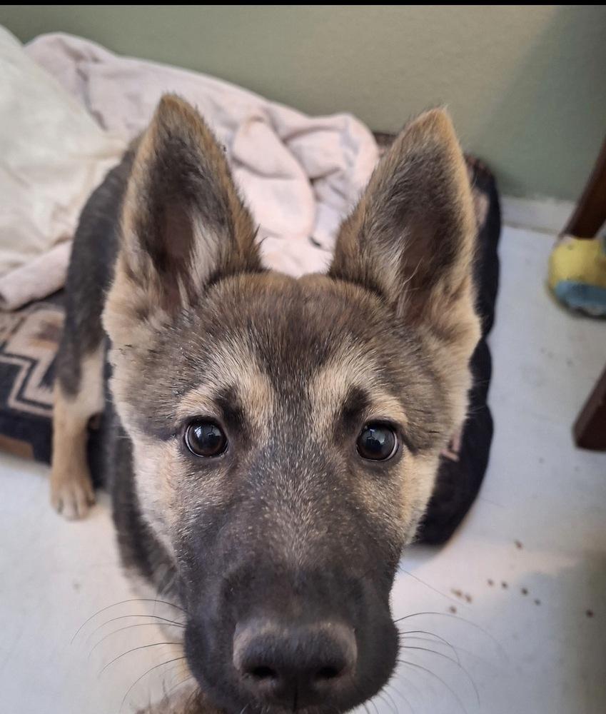 Milly May, Adoptable, Puppy Female German Shepherd Dog.