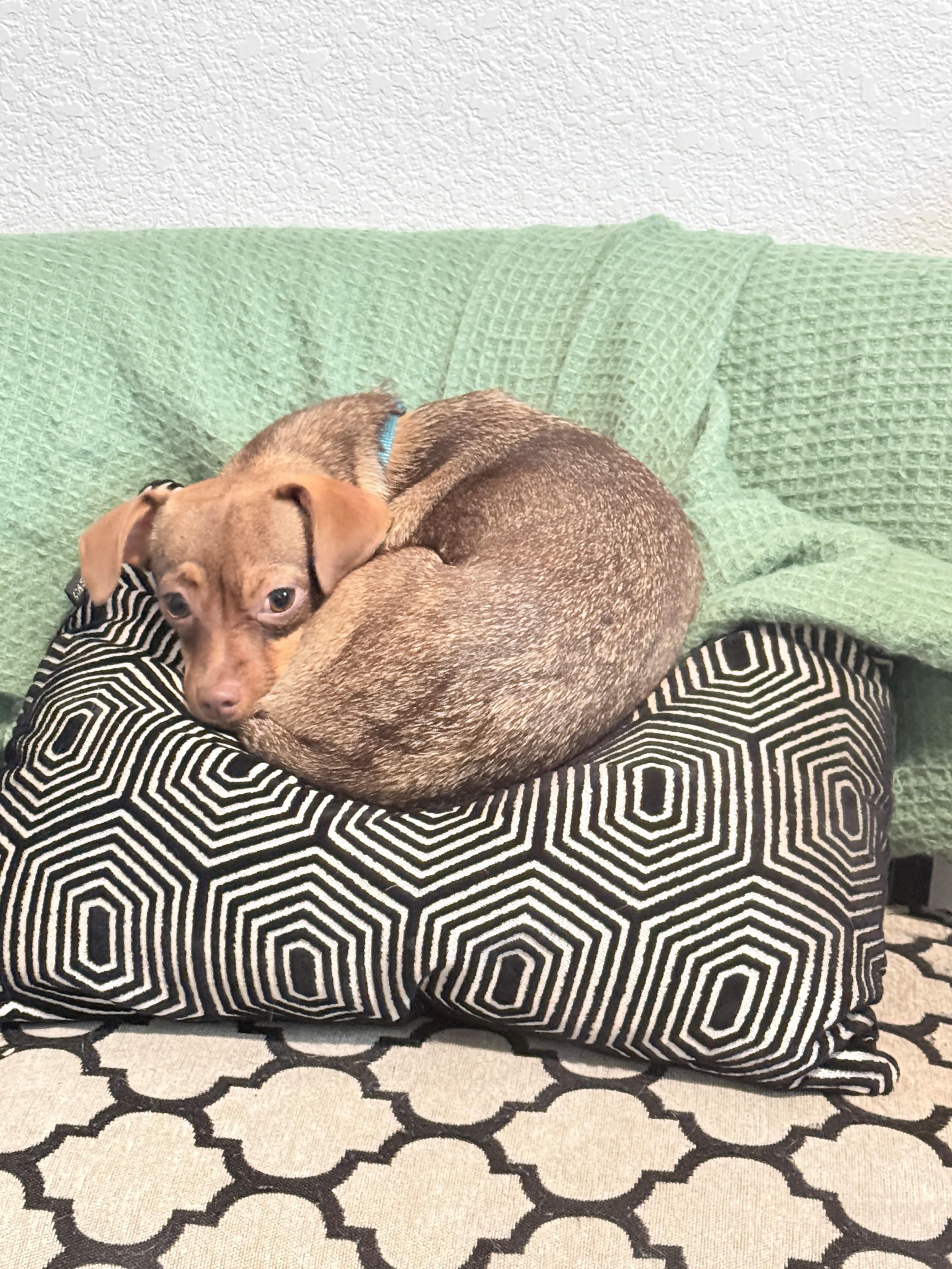 Enlarge Raven, a ADOPTABLE mixed breed in Sacramento, CA image 2/4