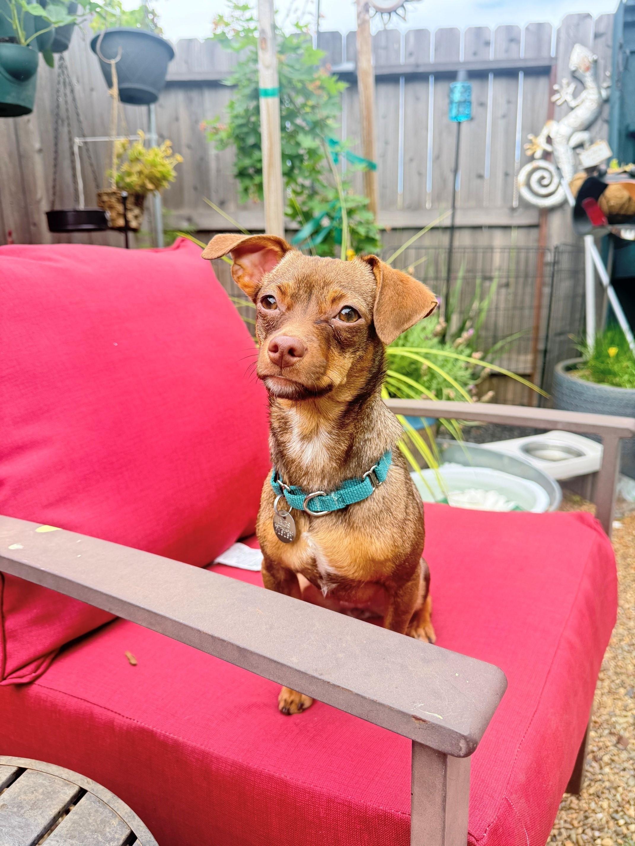 Raven, ADOPTABLE, Young Female Miniature Pinscher & Chihuahua.