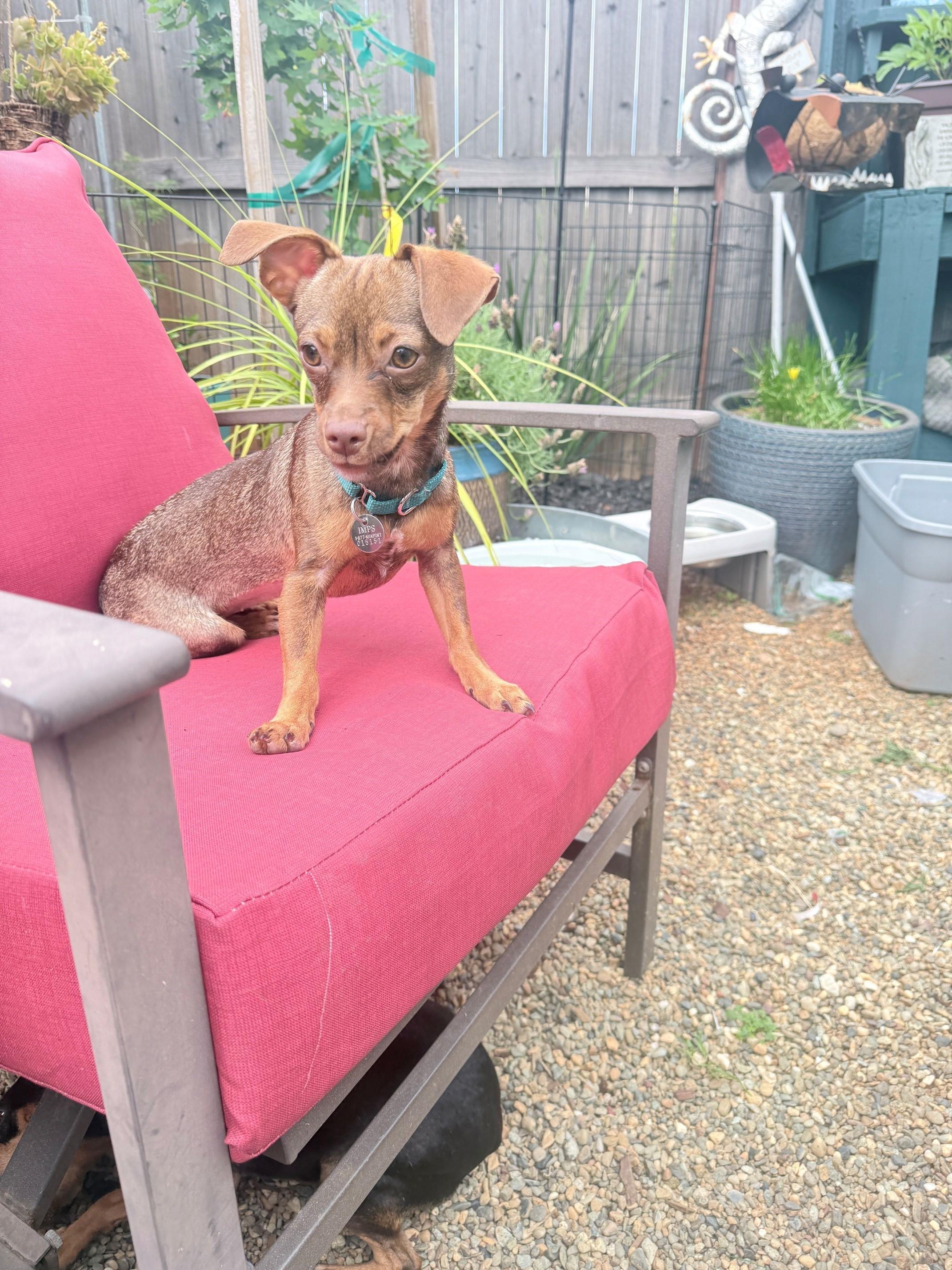 Enlarge Raven, a ADOPTABLE mixed breed in Sacramento, CA image 4/4