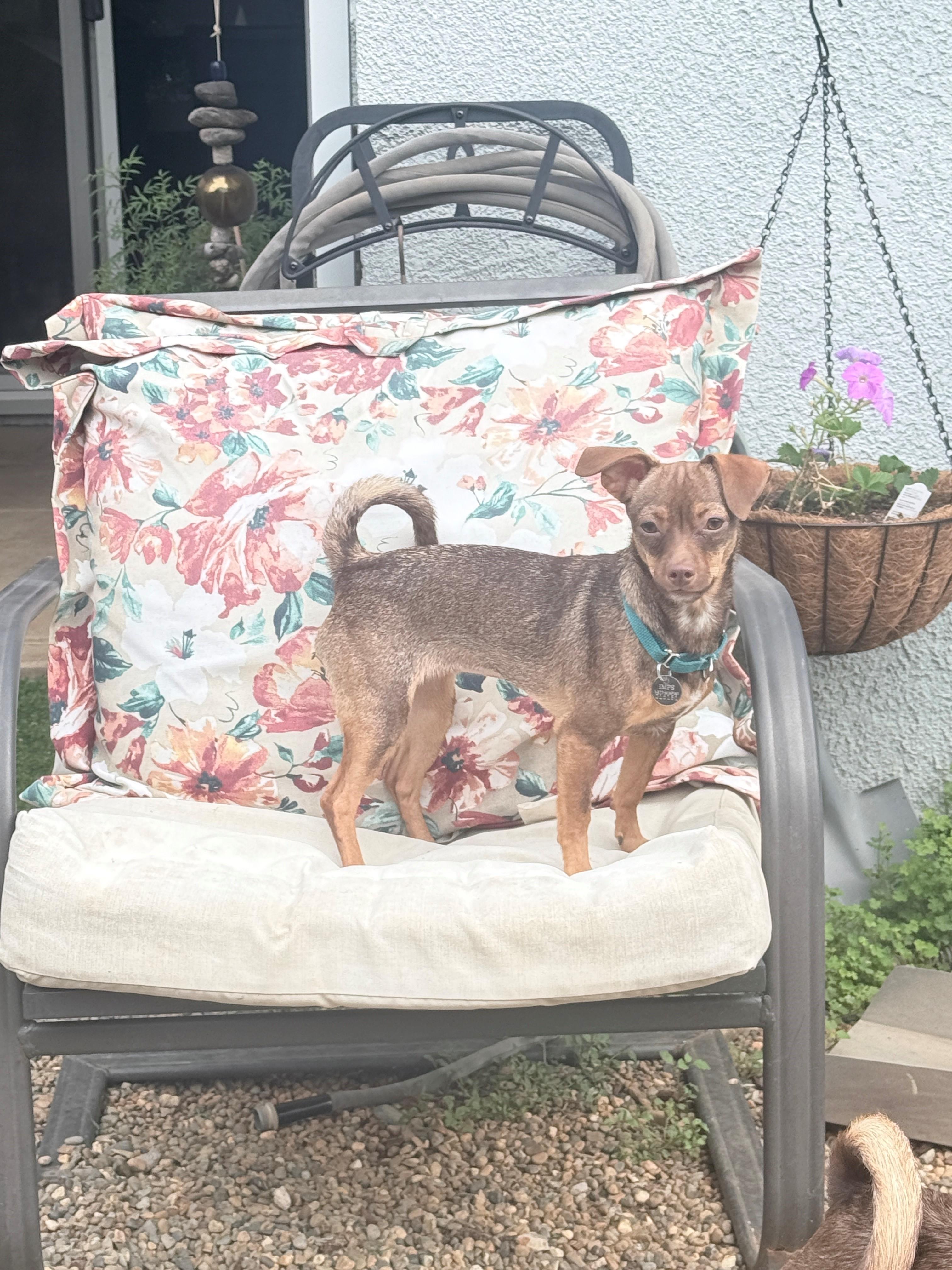 Enlarge Raven, a ADOPTABLE mixed breed in Sacramento, CA image 3/4