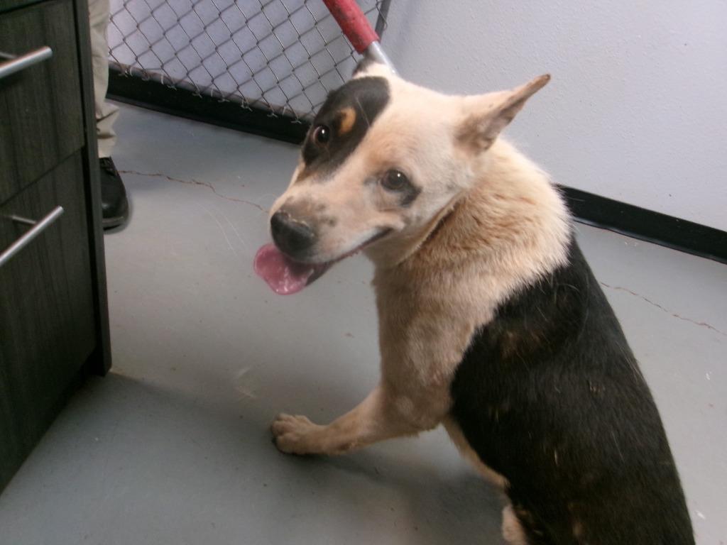 Ringo, Adoptable, Young Male Shepherd.