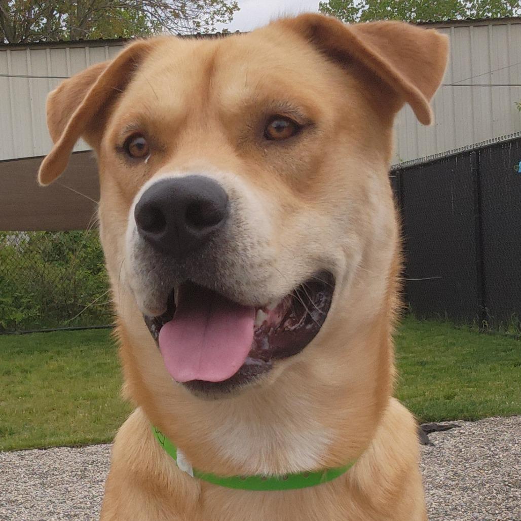 Bags, Adoptable, Young Male Husky & Mixed Breed.