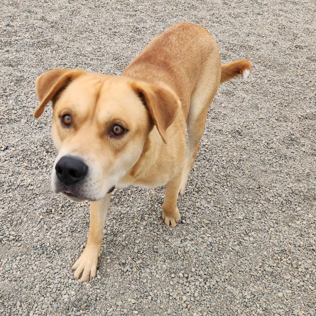 Enlarge Bags, a Adoptable mixed breed in Fort Wayne, IN image 2/5