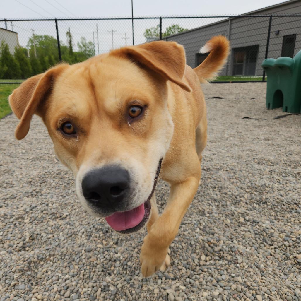 Enlarge Bags, a Adoptable mixed breed in Fort Wayne, IN image 3/5