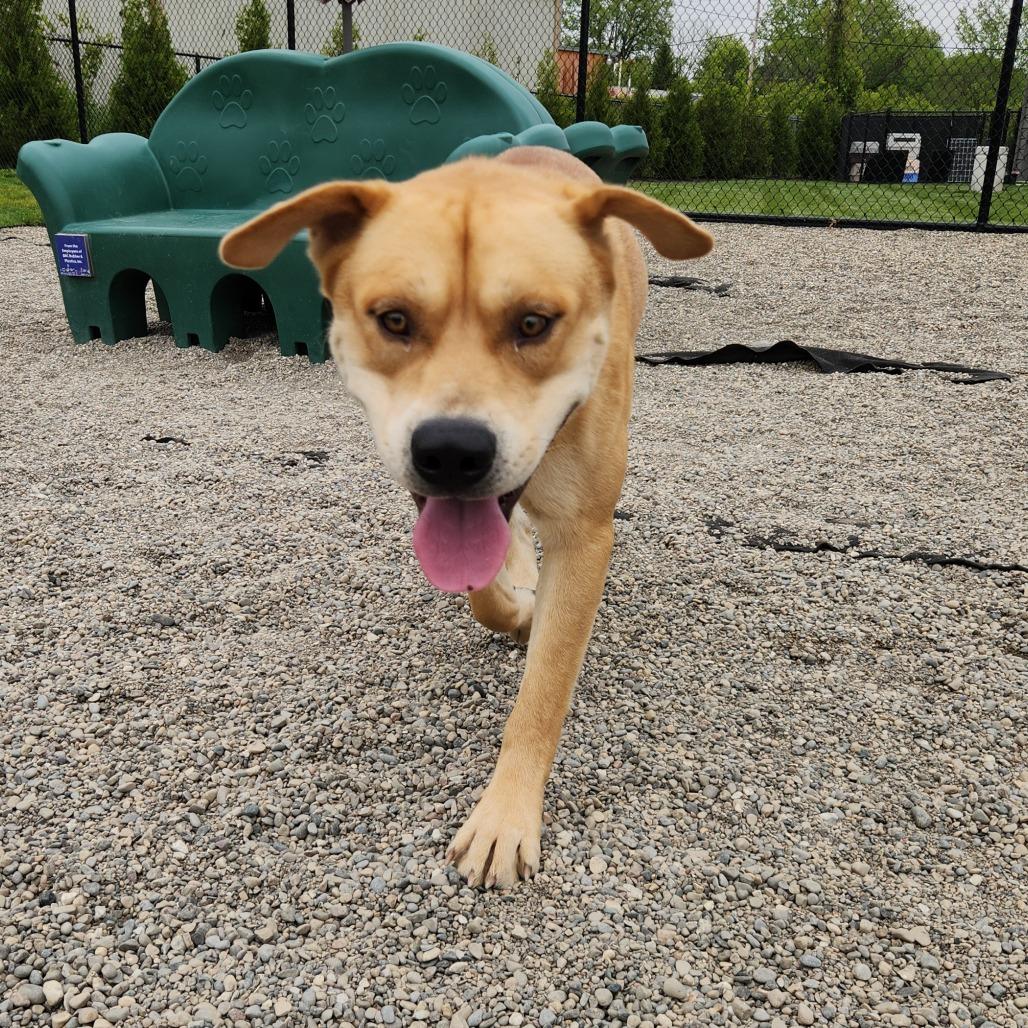 Enlarge Bags, a Adoptable mixed breed in Fort Wayne, IN image 4/5