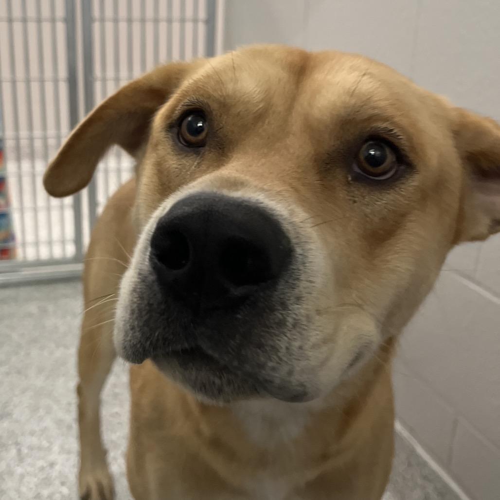 Enlarge Bags, a Adoptable mixed breed in Fort Wayne, IN image 5/5