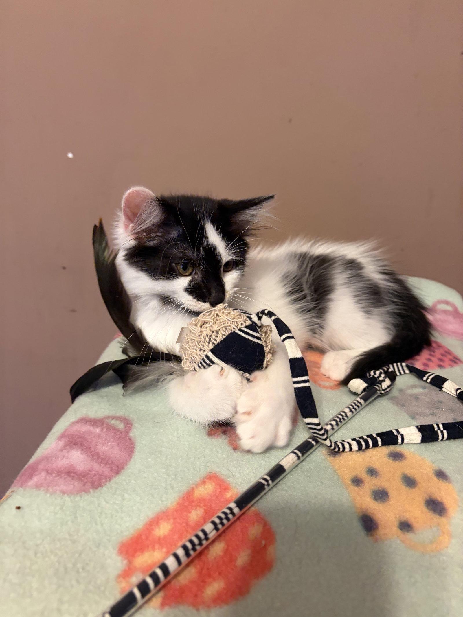 Enlarge Raj, a Adoptable Domestic Short Hair in Social Circle, GA image 1/3