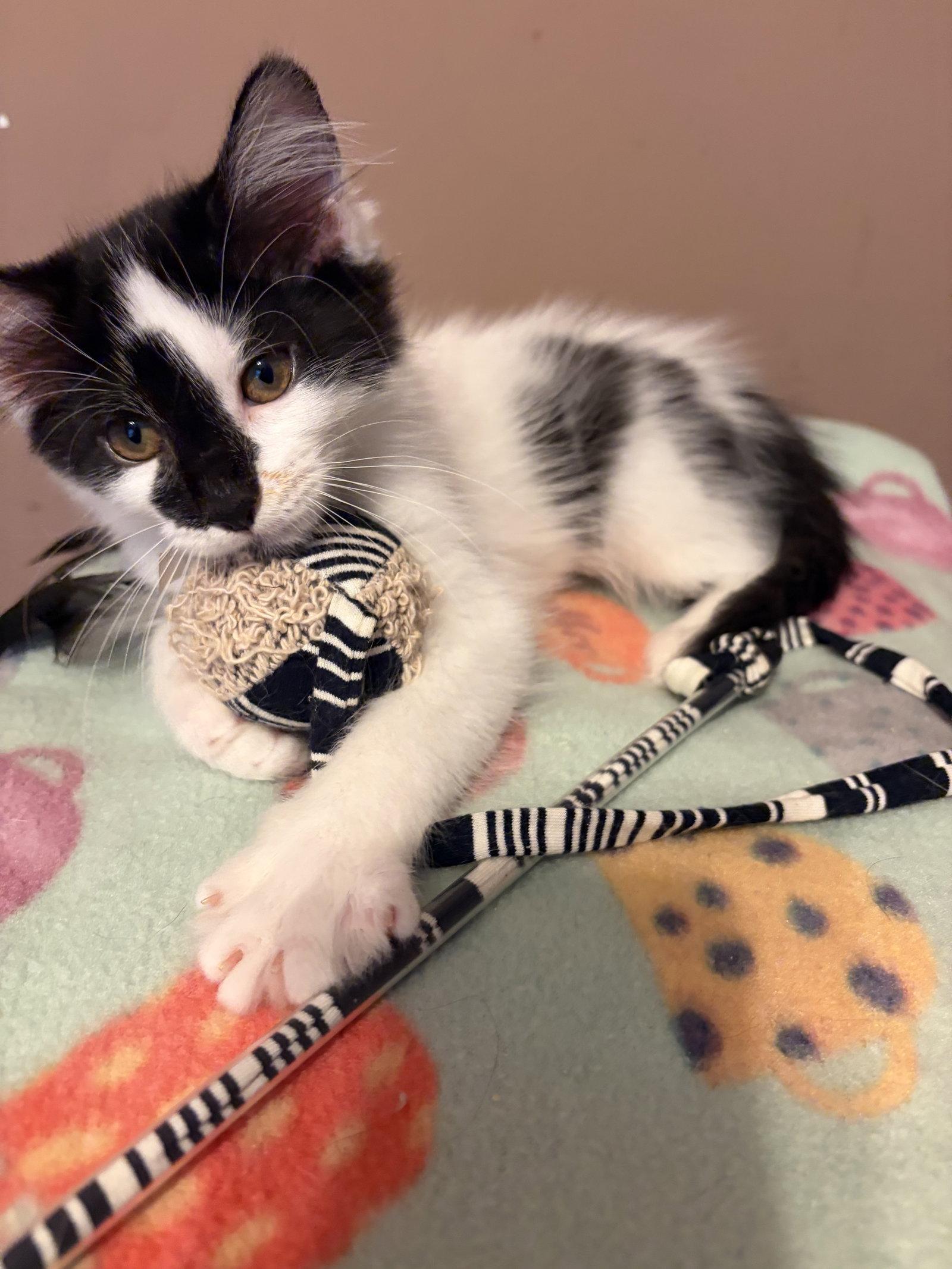 Enlarge Raj, a Adoptable Domestic Short Hair in Social Circle, GA image 2/3