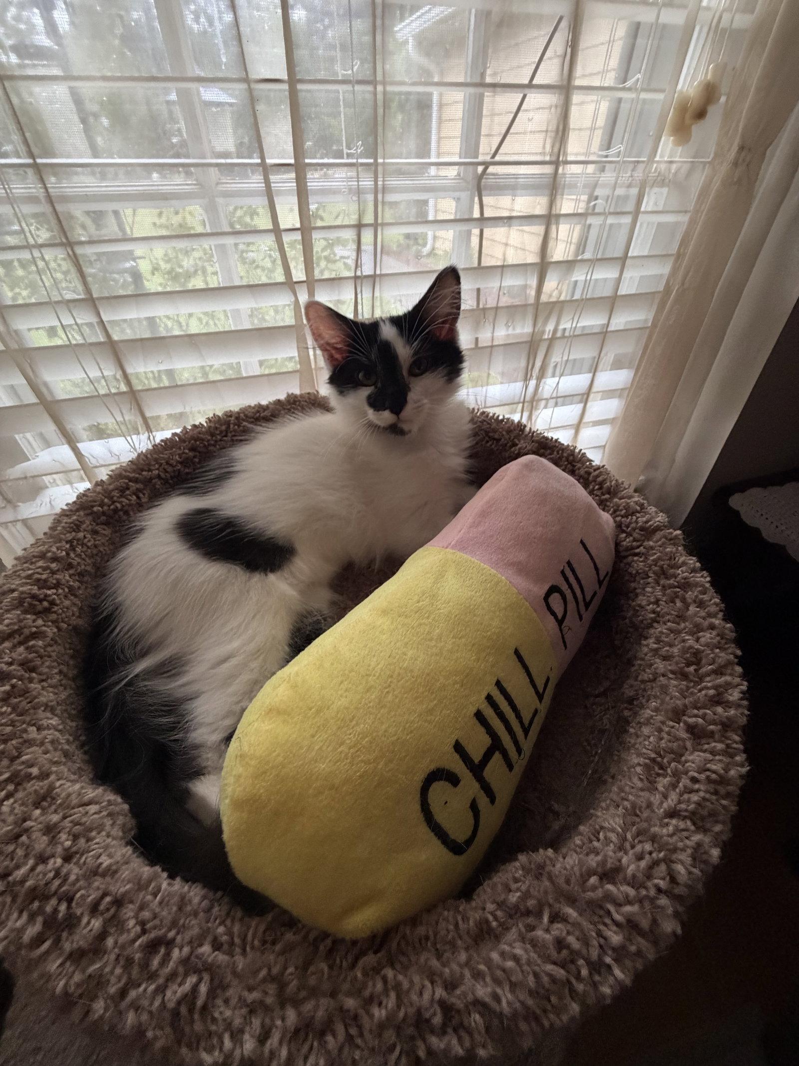 Enlarge Raj, a Adoptable Domestic Short Hair in Social Circle, GA image 3/3