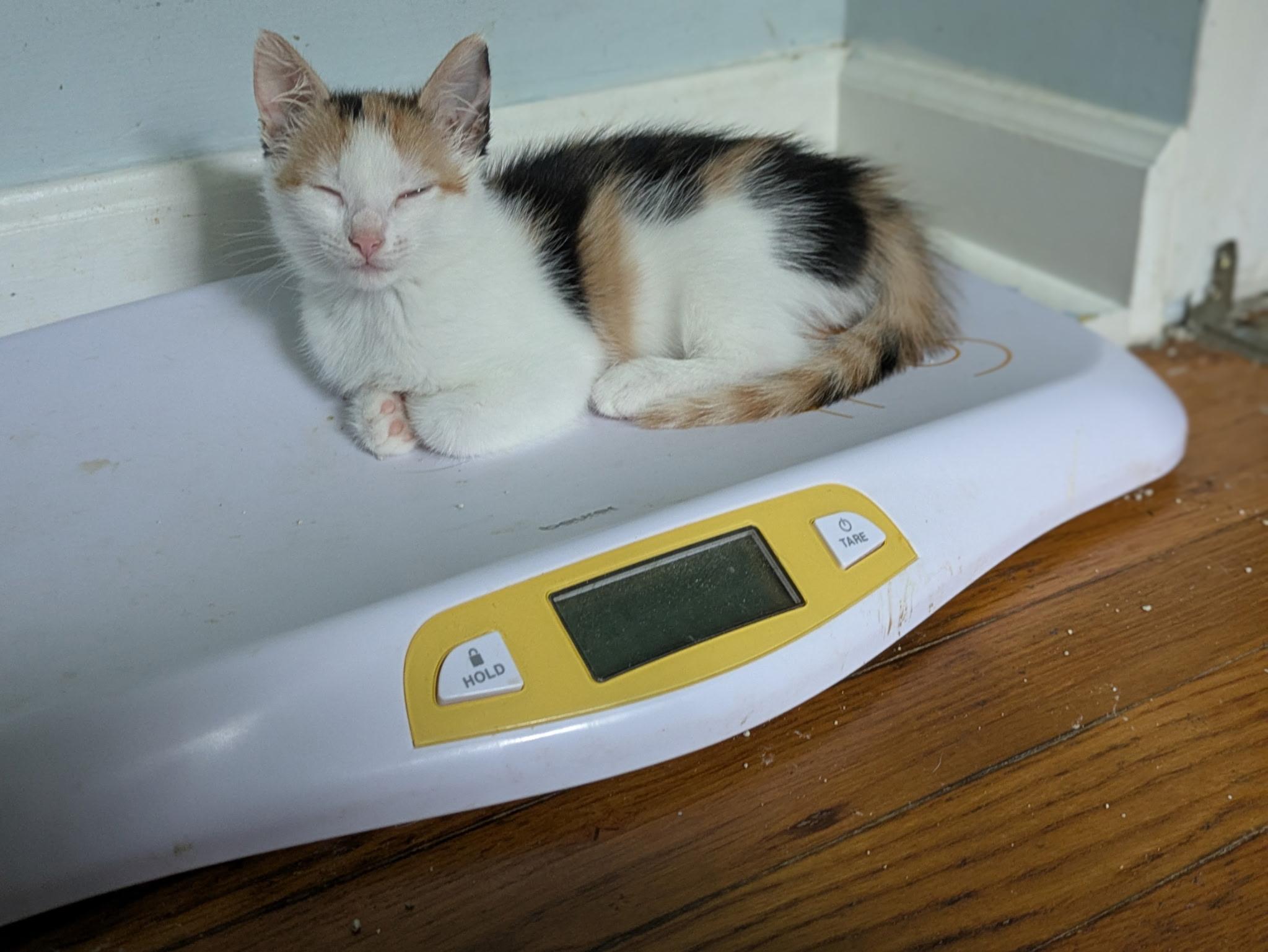 Stevie, a Adoptable Calico in Columbus, OH image 3/3