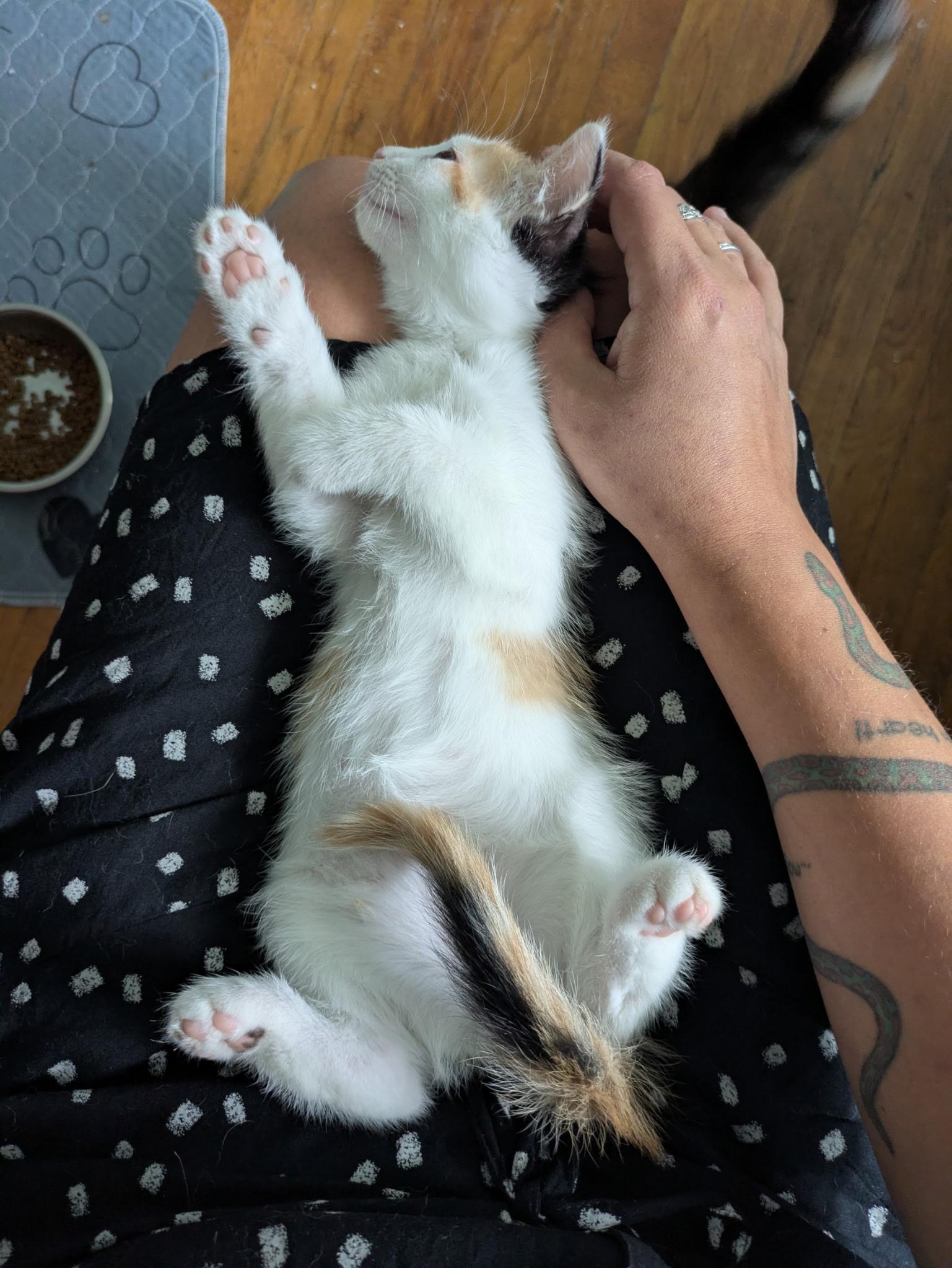 Stevie, a Adoptable Calico in Columbus, OH image 2/3
