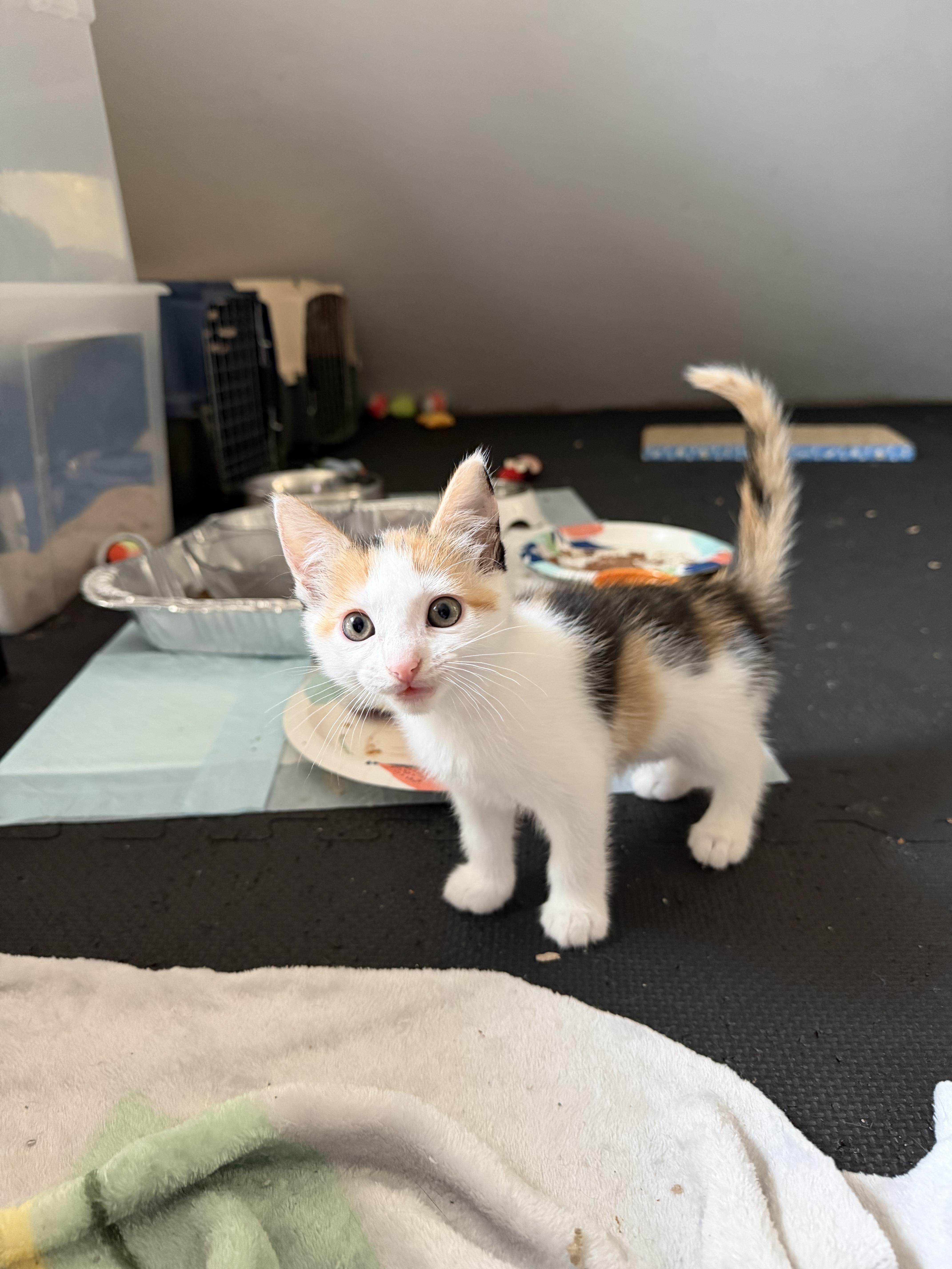 Stevie, Adoptable, Kitten Female Calico.
