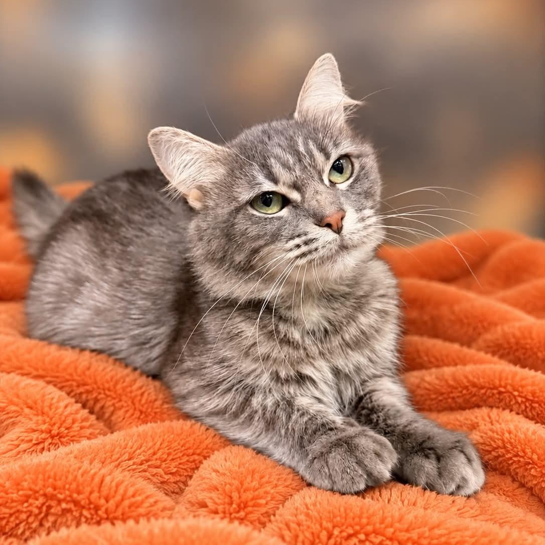 Spice, Adoptable, Adult Female Domestic Medium Hair.