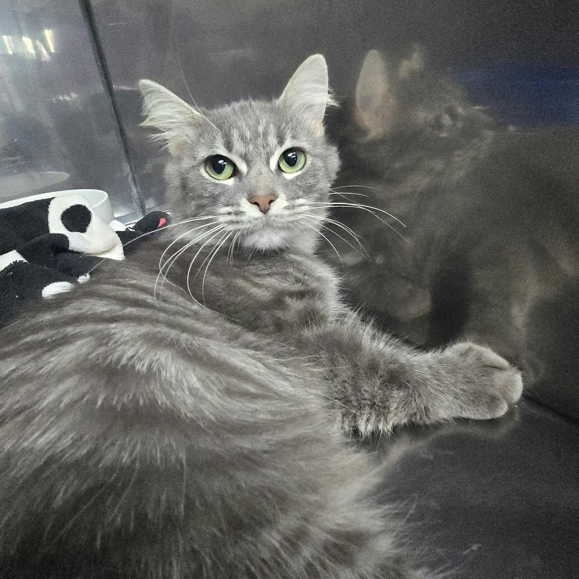 Enlarge Spice, a Adoptable Domestic Medium Hair in Martinsville, IN image 2/2
