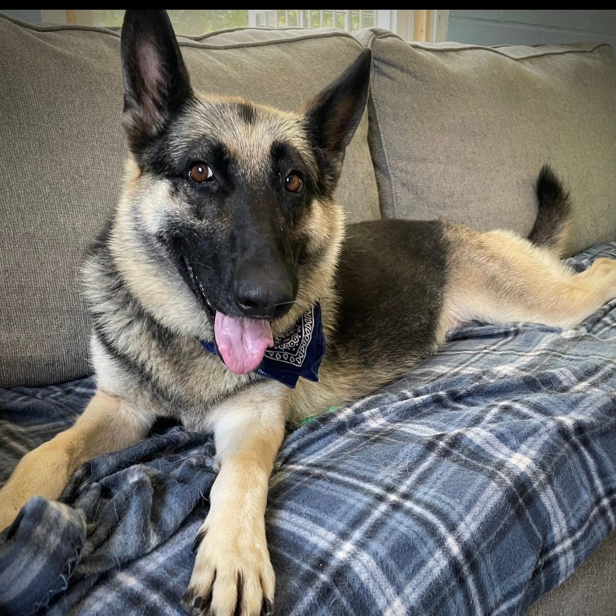 Enlarge Bella, a Adopted German Shepherd Dog in Salem, MO image 4/5